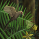 Artist’s interpretation of Oculudentavis khaungraae preying upon an insect.